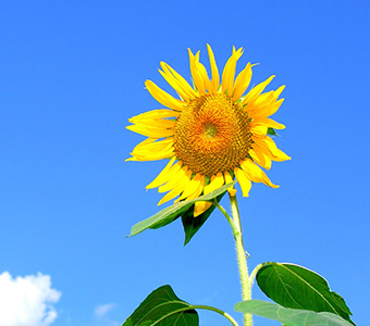 �±���(�й���)���޹�˾ - ����